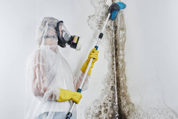 Mold Removal and Inspection in Artesia, CA