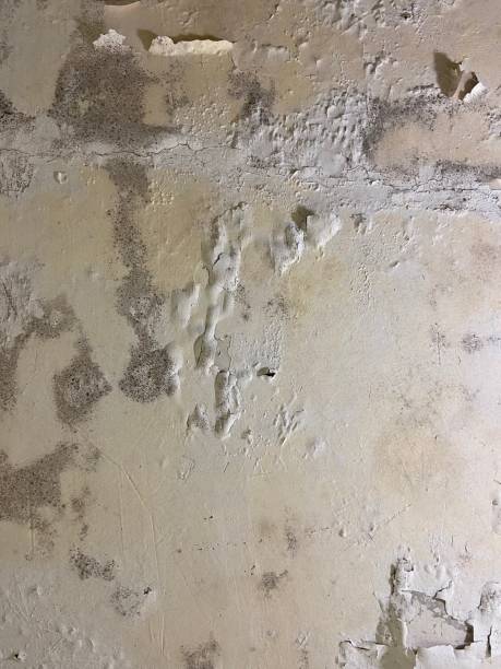 Artesia, CA Mold Removal Company