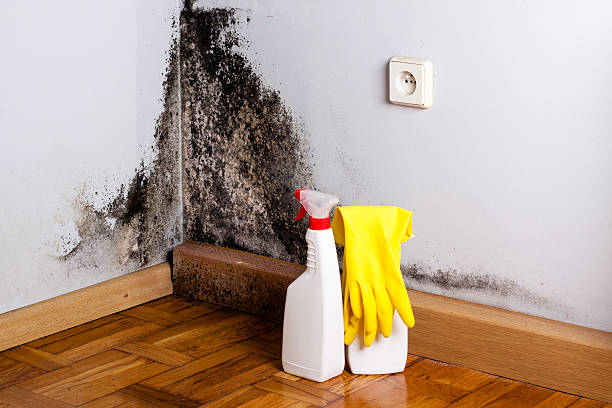 Best Black Mold Removal  in Artesia, CA